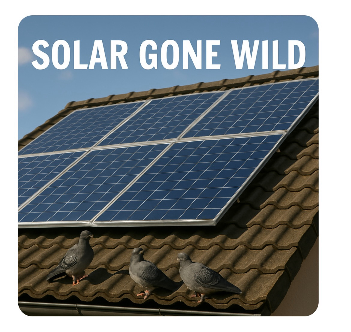 Solar Gone Wild: How Rooftop Installations Affect Our Feathered Friends